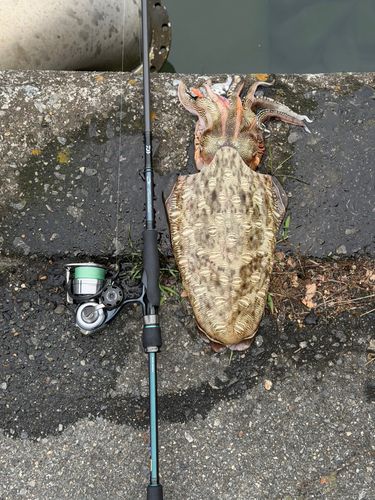モンゴウイカの釣果