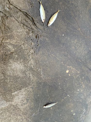 マアジの釣果
