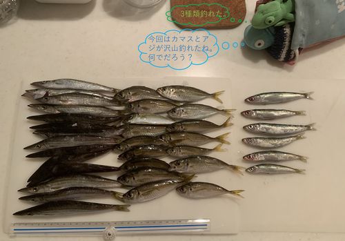 ヤマトカマスの釣果