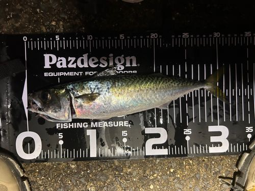 マサバの釣果