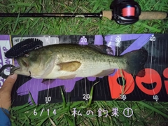 ブラックバスの釣果
