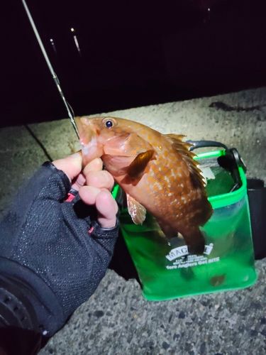 アコウの釣果