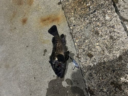エゾメバルの釣果