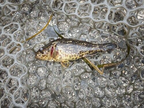 タケノコメバルの釣果
