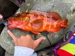アカハタの釣果
