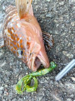 キジハタの釣果