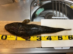 マゴチの釣果