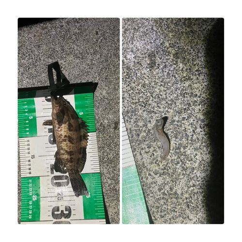 オオモンハタの釣果