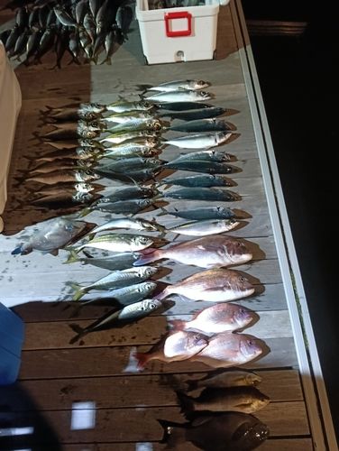 マアジの釣果