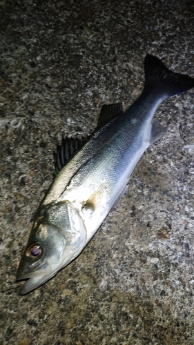 セイゴ（マルスズキ）の釣果