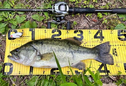 ブラックバスの釣果