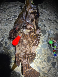 ハチガラの釣果