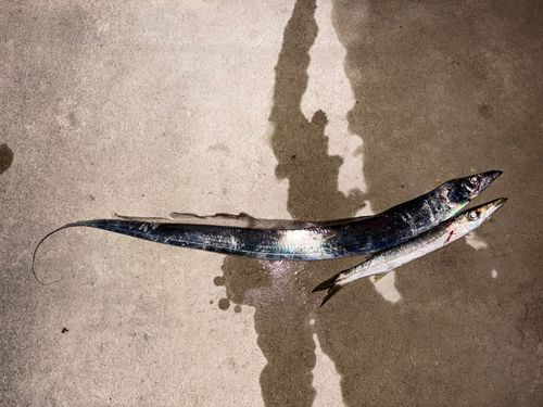 タチウオの釣果