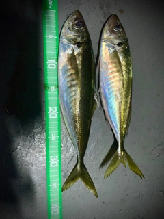 アジの釣果