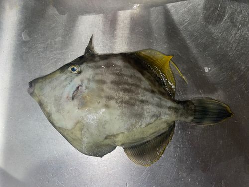 カワハギの釣果