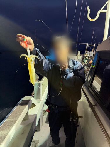 シロイカの釣果