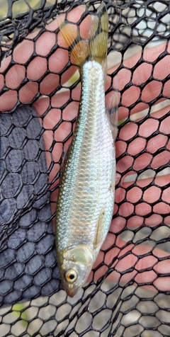 オイカワの釣果