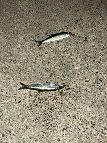 イワシの釣果