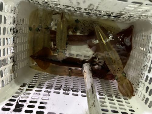 シロイカの釣果