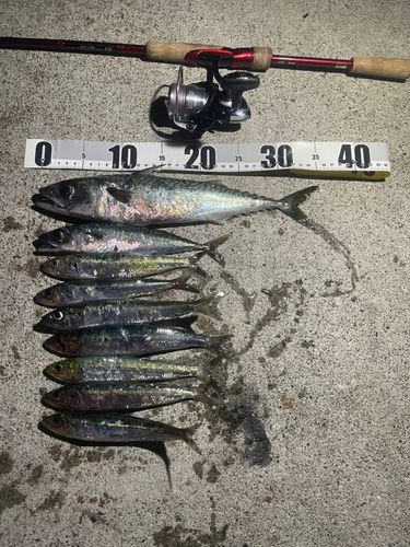 サバの釣果
