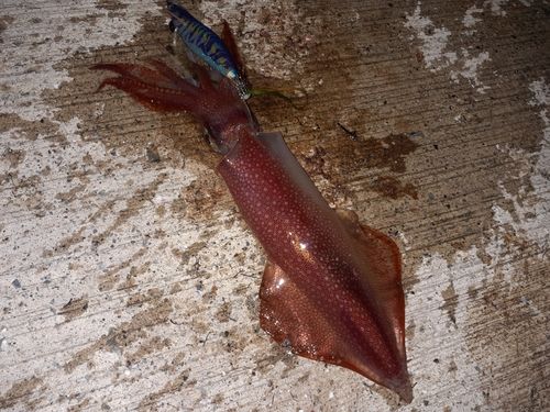 ケンサキイカの釣果