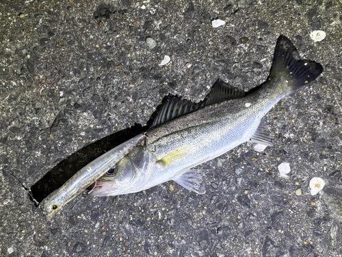 セイゴ（マルスズキ）の釣果