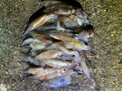 イカの釣果