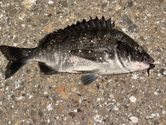 チヌの釣果