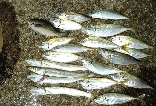 アジの釣果