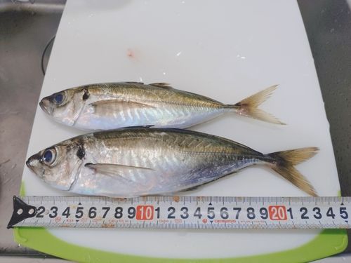 アジの釣果