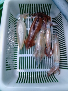マルイカの釣果