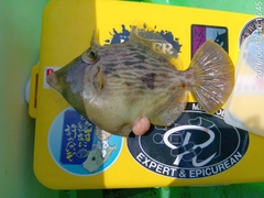 カワハギの釣果