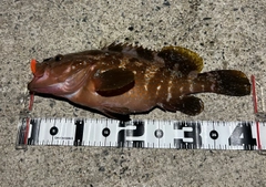 アコウの釣果