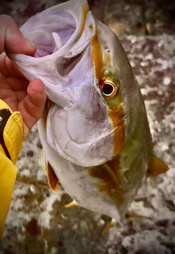 ヒラマサの釣果