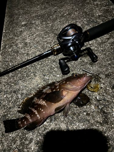 アコウの釣果