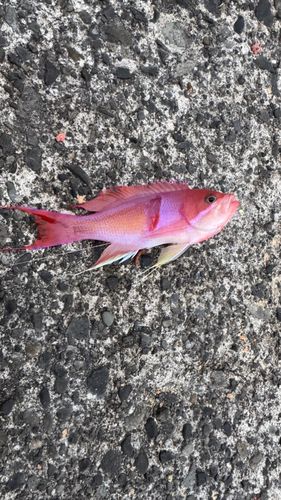 アカオビハナダイの釣果