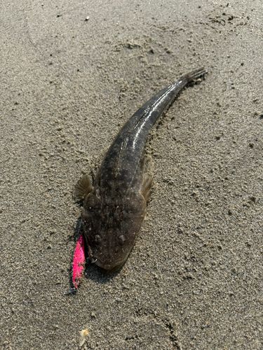 マゴチの釣果