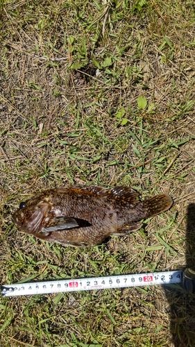 オウゴンムラソイの釣果