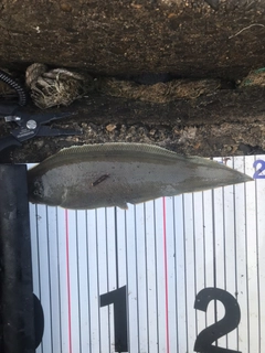シタビラメの釣果