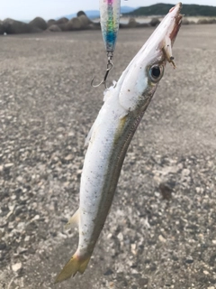 カマスの釣果
