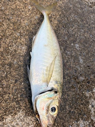 ニワカ釣り師 さんの釣り人プロフィール - アングラーズ | 釣果600万件