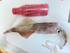 ケンサキイカの釣果