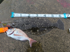 ヒラメの釣果