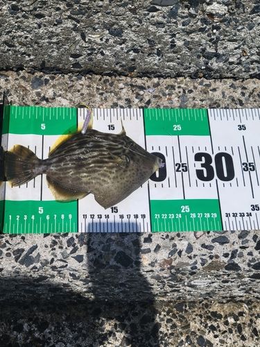 カワハギの釣果