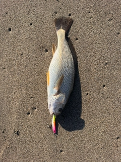 イシモチの釣果