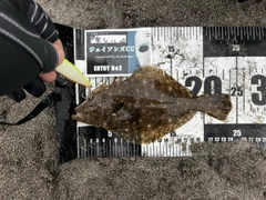 ソゲの釣果