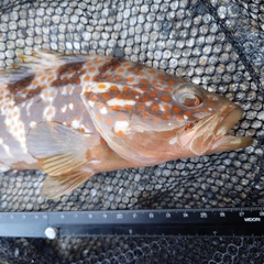 キジハタの釣果