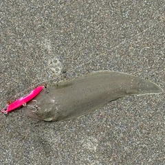 シタビラメの釣果
