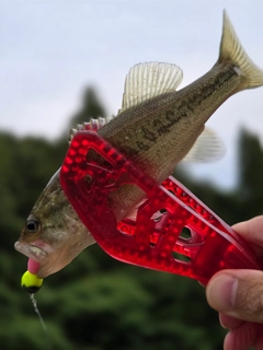 ラージマウスバスの釣果