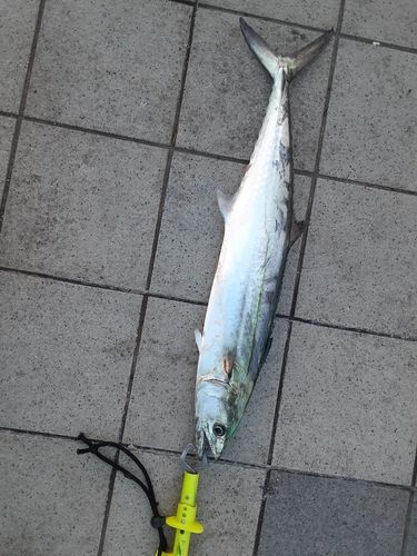 サゴシの釣果